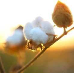 Air Wick Freshmatic Automatische Spray Luchtverfrisser - Pure Zachtheid Van Katoen Navulling - 3 Stuks - Voordeelverpakking -Ajax® Verkoop 1200x1183 1